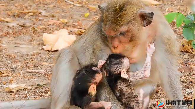 两人生猴子视频素材：独特视角的呈现