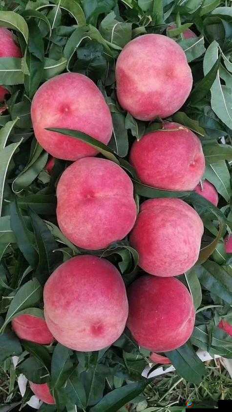 SN3858 粉色水蜜桃：甜蜜诱惑之佳品