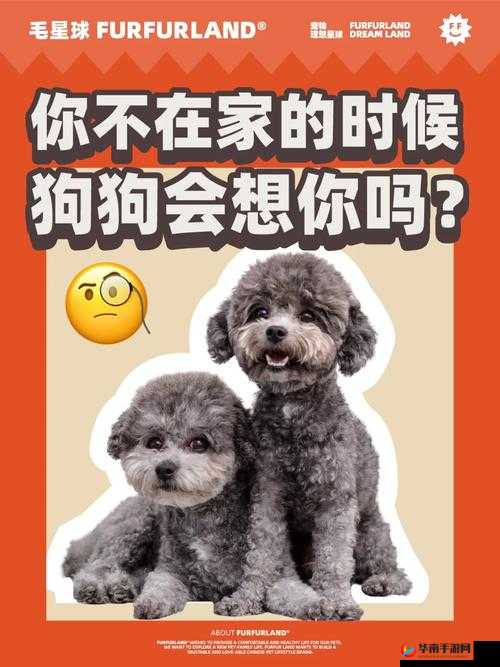 老公不在家狗狗的东西能要吗：背后的纠结