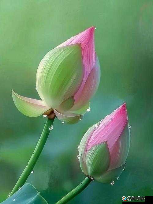 用力挺进她的花苞：羞涩与刺激的交融