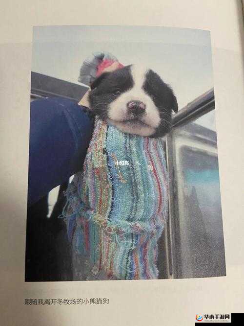 探秘ZOOMSERVO兽狗牧场：神秘背后的真相