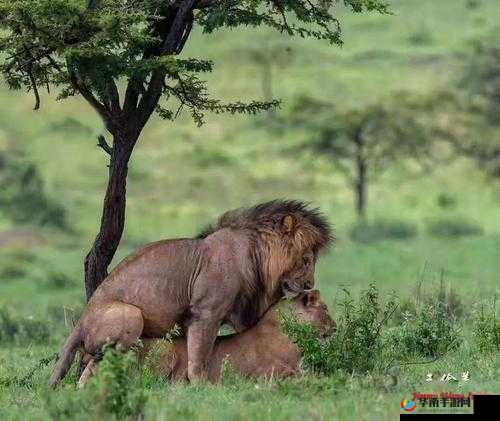 mn 交配引日韩网友热议：文化差异还是道德困境？