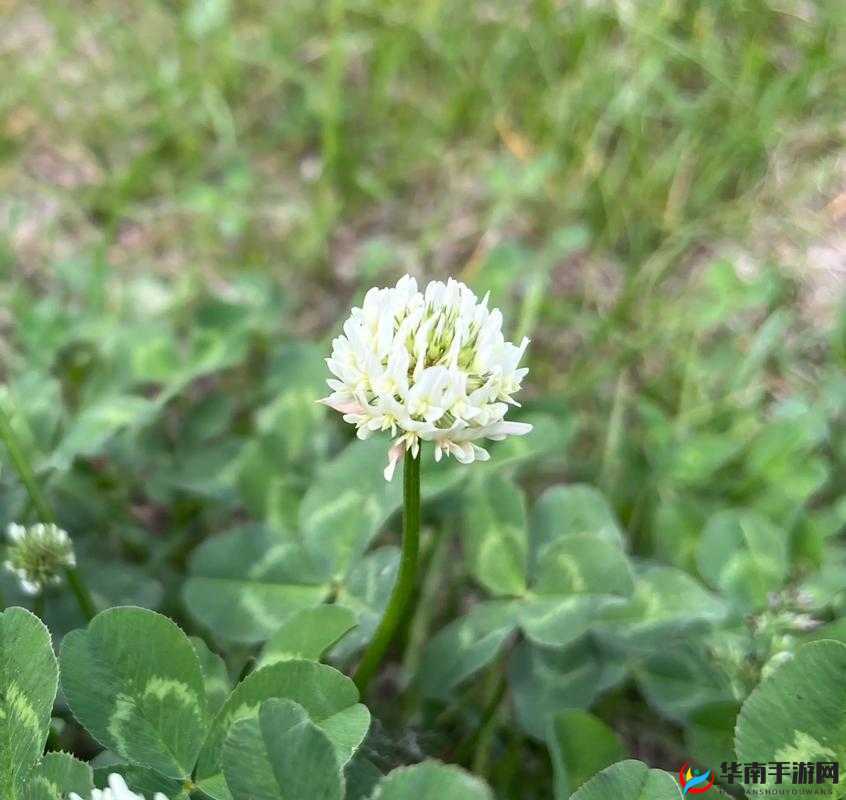 三叶草的春天：绽放的美好时光