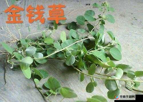 藤蔓进入男男稚嫩的尿孔 he 视频：探索禁忌之爱