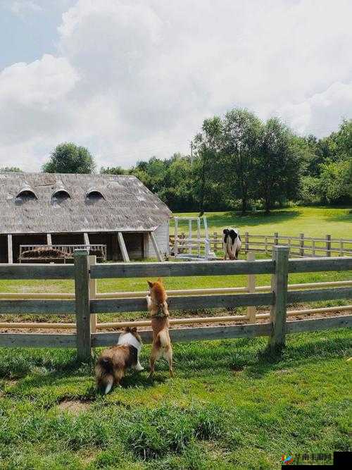 ZOOMSERVO 兽狗牧场收费啦