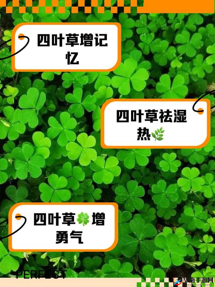 成品人精品人的区别四叶草：探索其中奥秘