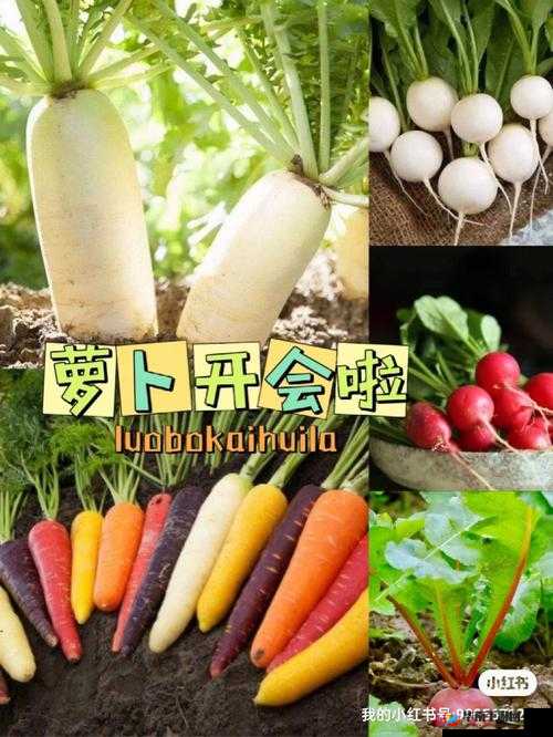 拔萝卜降黄 9.1 现看：精彩内容不容错过