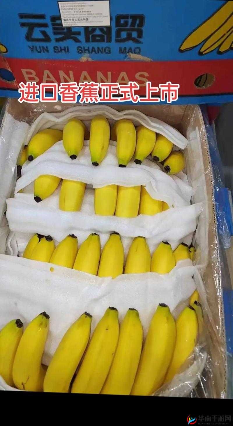 国产香蕉与进口香蕉价格大对比