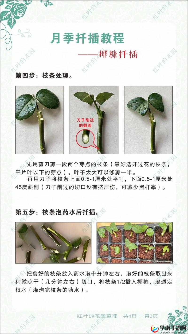 日本 72 种扦插方式：独特的园艺技巧大揭秘