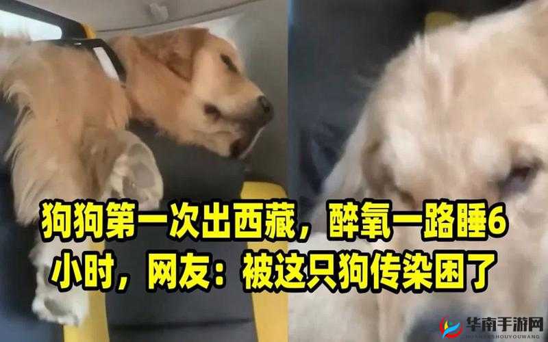 一人一狗卡住 6 小时被困经历