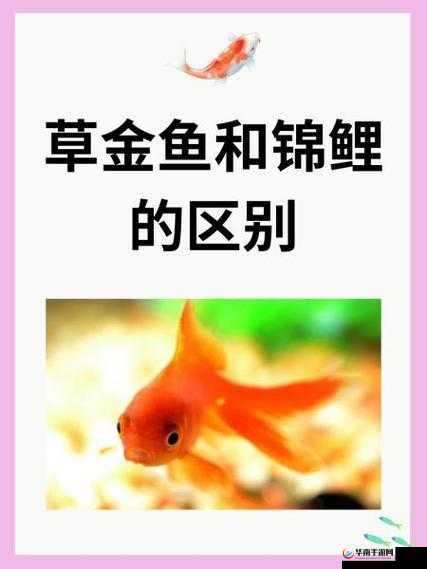 锦鲤吸水与夹什么区别：二者本质差异大揭秘