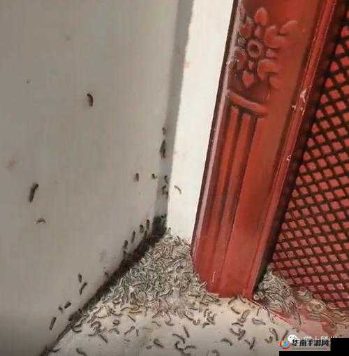 他的舌头探进蜜源毛毛虫说说视频引发的思考与讨论