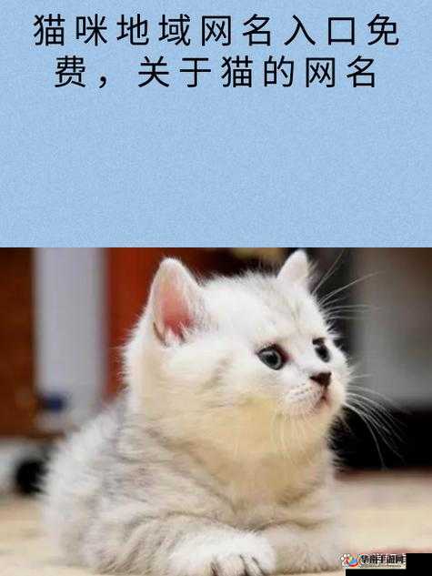 新版猫咪永久地域网名：畅享猫咪世界的奇妙之旅
