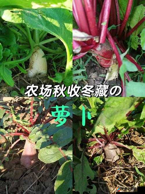 拔萝卜又叫黄降 9.1 ：探寻其背后的独特魅力与价值