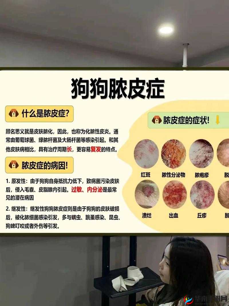 人狗胶配方大全狗狗使用详细指南