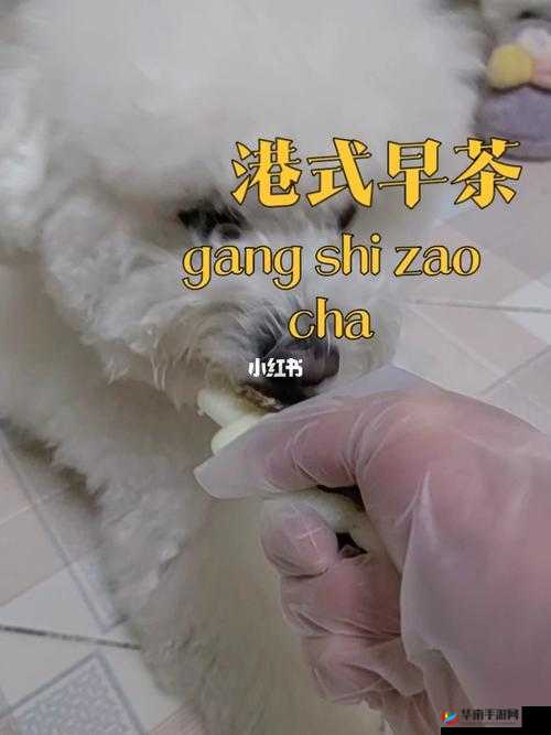 狗胶配方大全高清视频：详细解读各类狗胶配方及制作方法