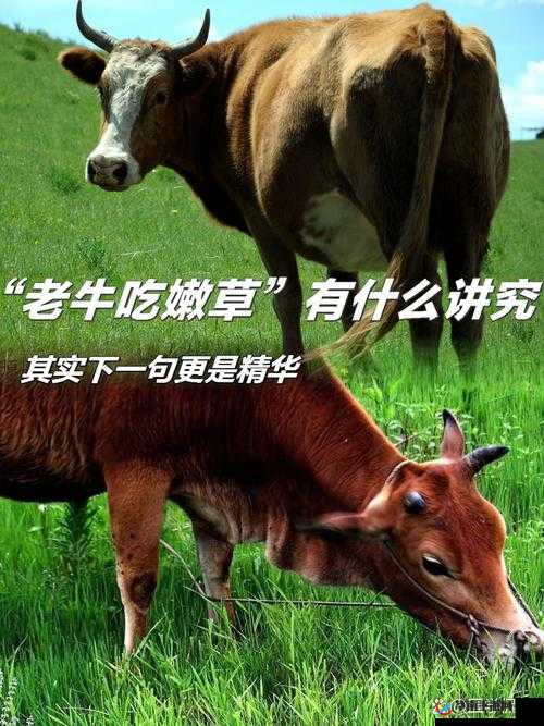 探索老牛嫩草一二三产品区别：深入分析其各自特点与差异