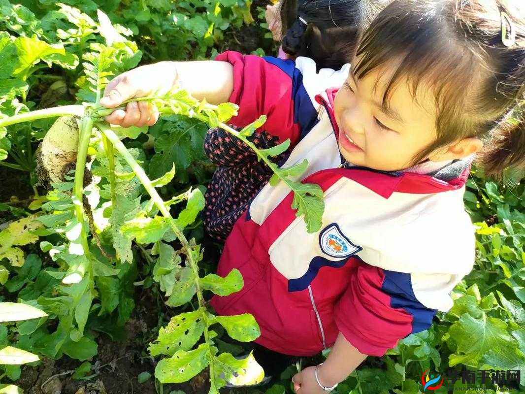 在一个胡萝卜园中，一小孩和妈妈欢快地采摘着胡萝卜