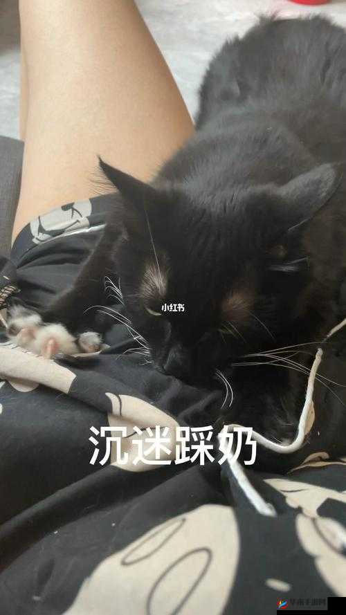 坤坤寒进桃子里：这是一个奇妙且有趣的现象