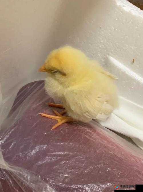 我里小鸡硬邦邦前一句怎么说：探索网络热梗背后的语言魅力