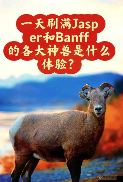 最新美国 ZOOM 动物：独特视角下的奇妙之旅
