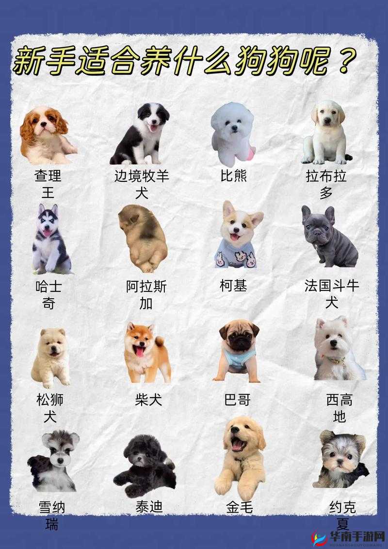 哪种狗最适合女人自己用：全面解析与贴心建议