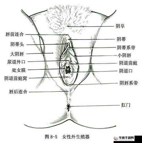 ：探索女性私密部位：大荫蒂与荫道多毛茸茸的奥秘