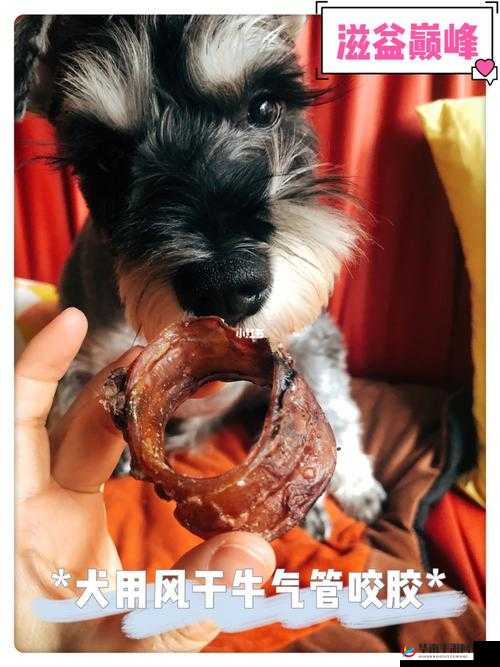 人与狗胶配方的最佳方法及其相关注意事项和使用技巧