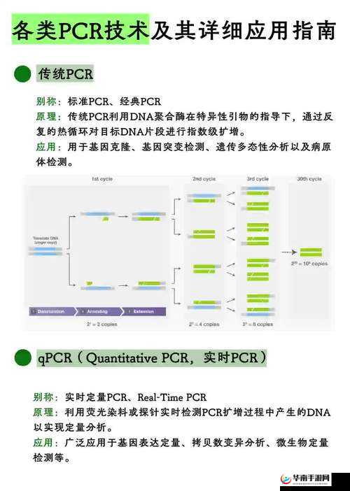 2025年蛇年新春视角下的全新半套装基因探索，从科学概念到实际应用的全方位深度剖析