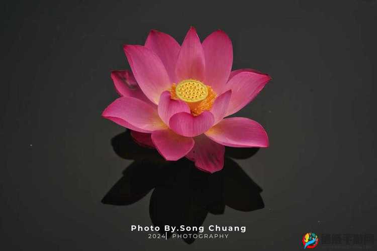 女性半夜莲花开放会自愈吗：探寻这一奇妙现象背后的真相