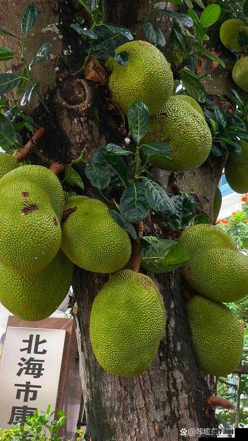 菠萝菠萝蜜视频在线观看大全：丰富多样精彩呈现