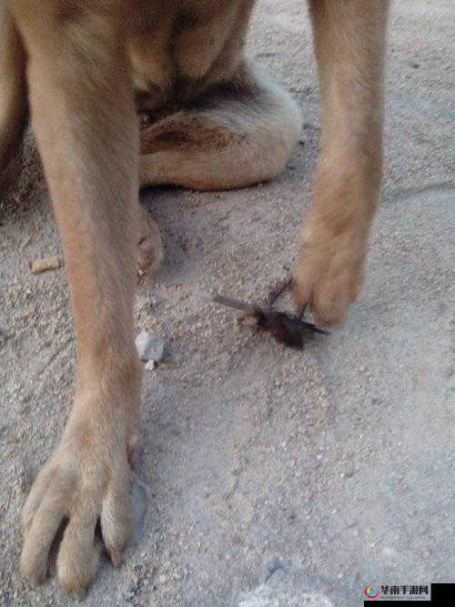 狗狗卡住了究竟是怎么回事呢