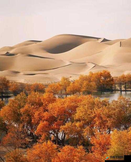 TOBU8HD 高清免费：带来极致视觉体验的精彩内容