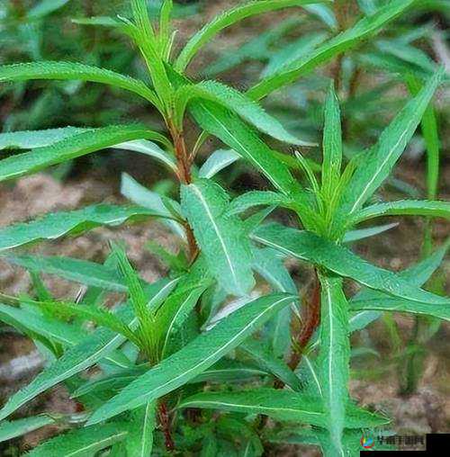 野草乱码一二三四区别：揭示网络背后的秘密