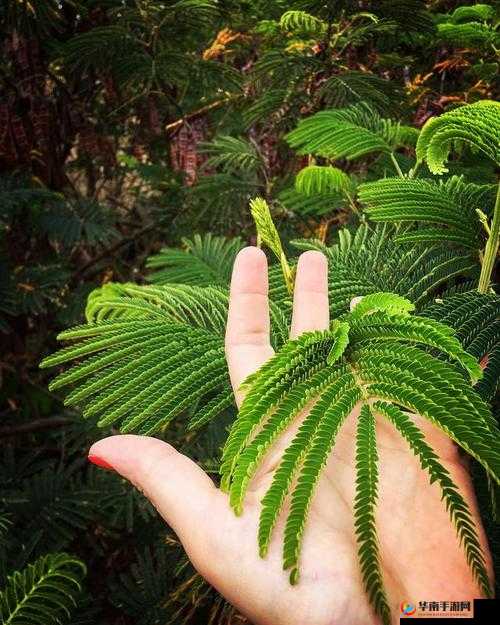 国产精品区一区二区三含羞草：探索独特魅力的精品之选