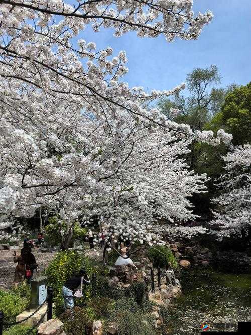 野花社区日本免费图片：带你领略日本野花的独特魅力