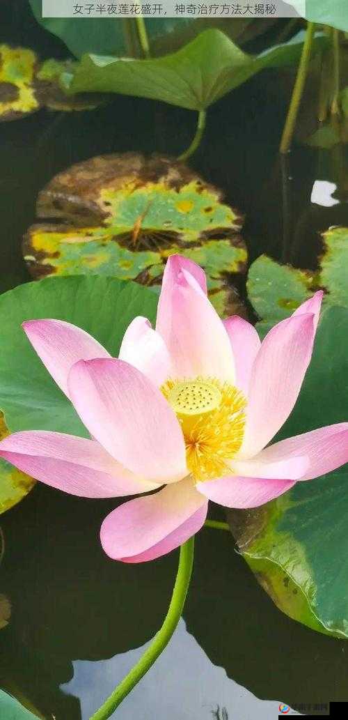 什么叫女人半夜莲花开：关于这一现象的深度探讨与解析
