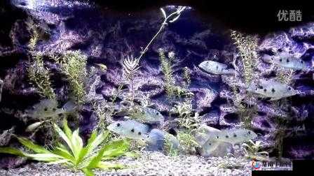 文明大爆炸时代，水族馆与剧场娱乐对决，哪个才是你的休闲首选之地？