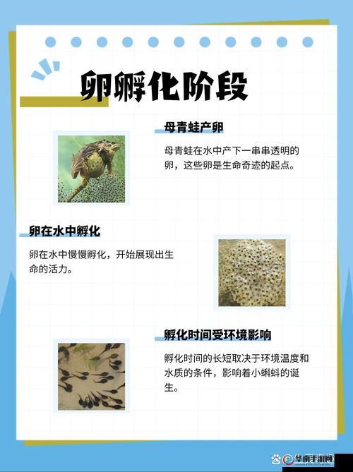 蝌蚪窝一个释放：关于其背后意义及影响的探讨