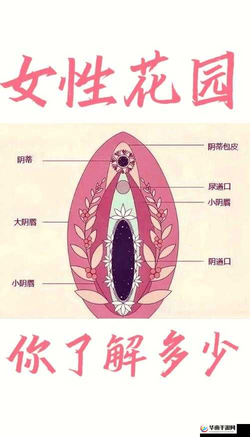 女人私密过程之详细探索与体验分享