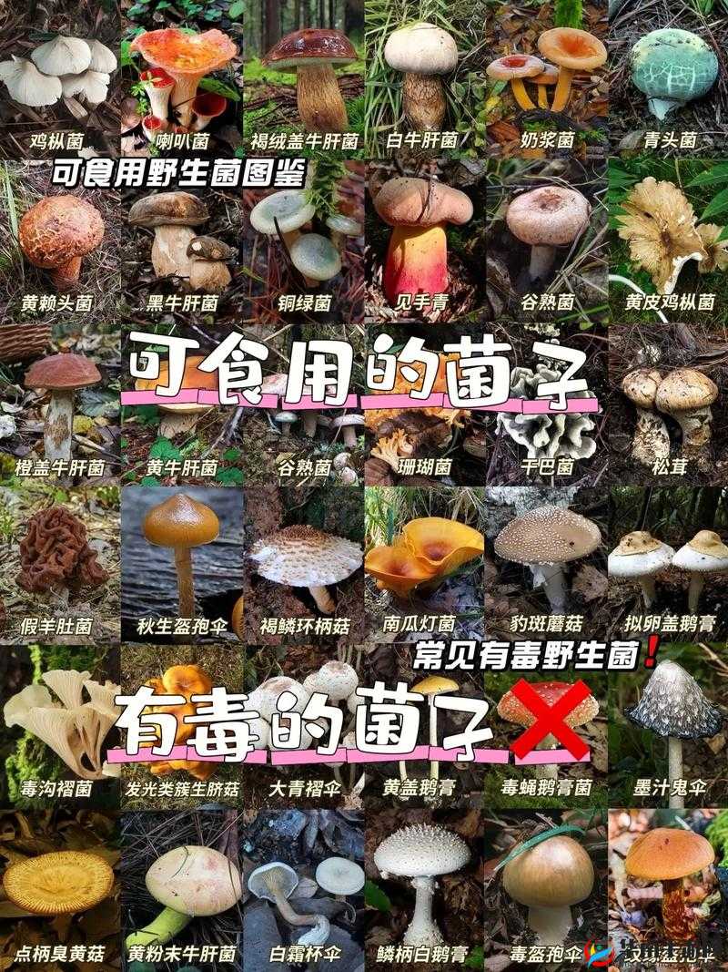 老牛嫩草一二三产品区别蘑菇视频：揭秘不同之处