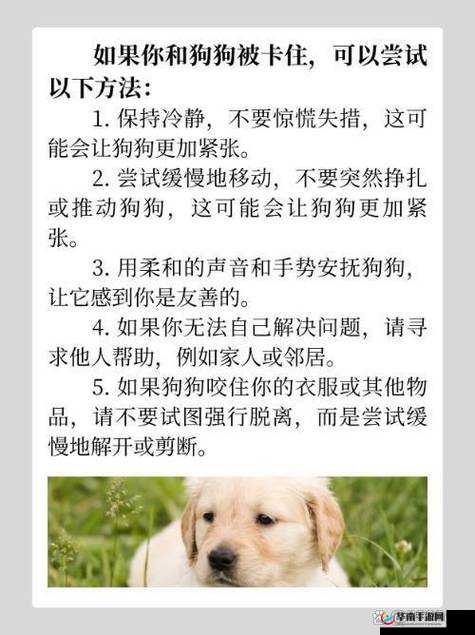 狗卡在身体里怎么办？专业兽医解答