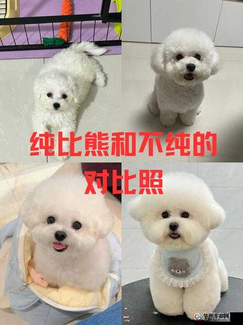 日本 mindup 狗与普通版对比：你不得不知的区别