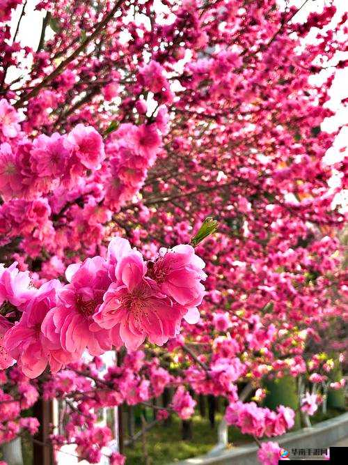 国色天香桃花朵朵绽放的绚丽景象与独特魅力