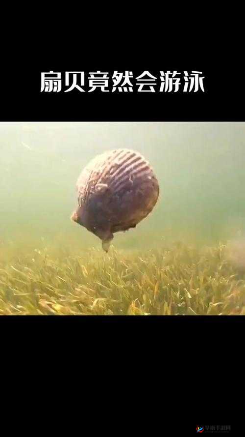 一人上面下感扇贝：独特贝类生物的奇妙世界