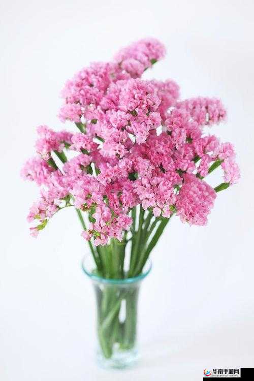 囚徒法国满天星：绽放于法兰西的璀璨星辰之花