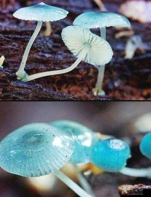 蓝蘑菇的奇妙世界，深入探索创造与魔法中的珍稀与宝贵资源