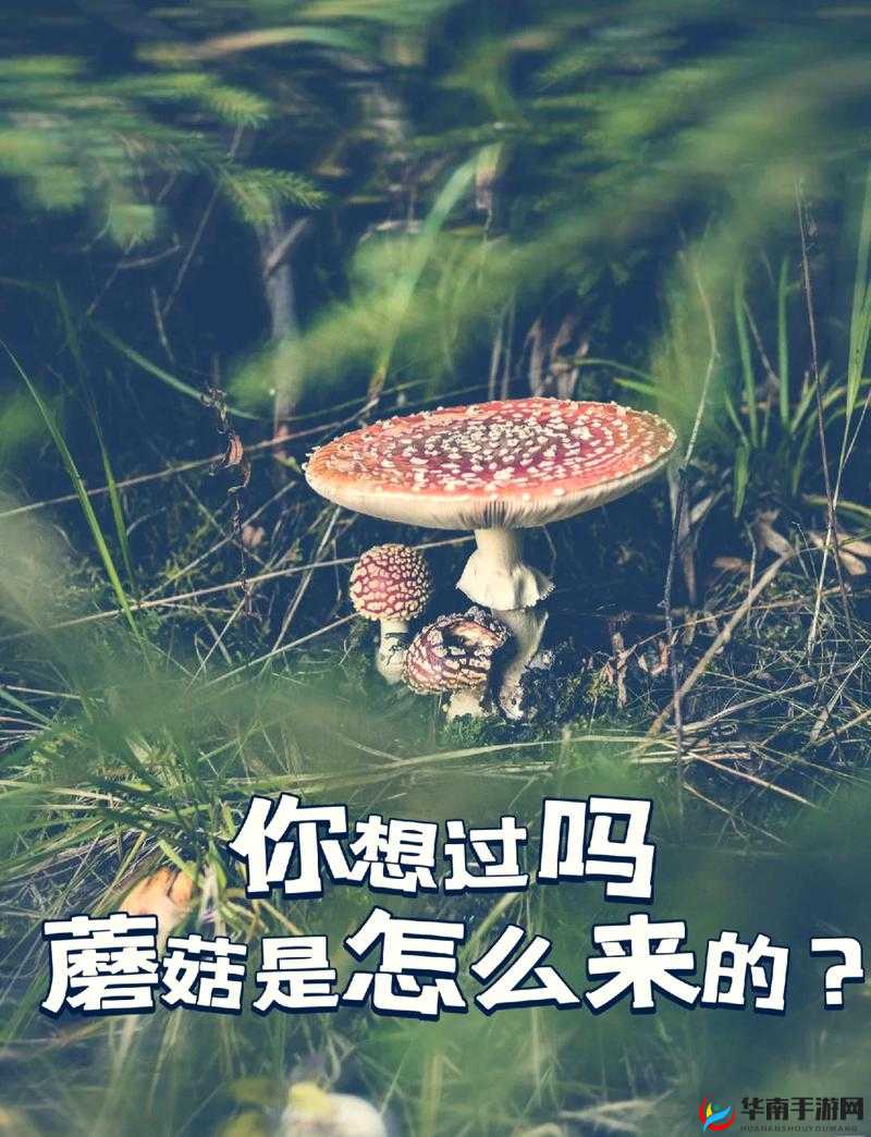 XAXWAS3XXXXXL 蘑菇 ：探索其神秘的生长环境与独特价值
