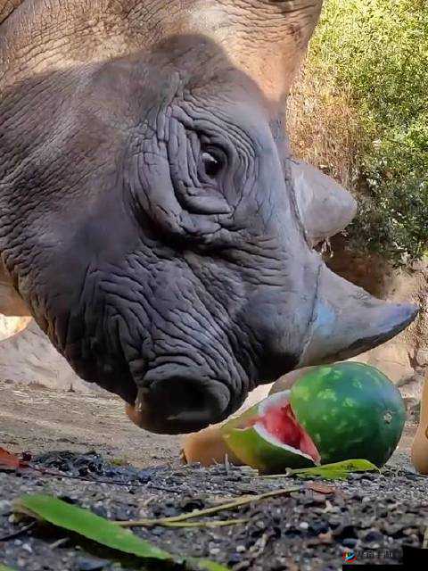 探究黑暗与光明游戏中犀牛的饮食习惯，它们究竟吃什么？