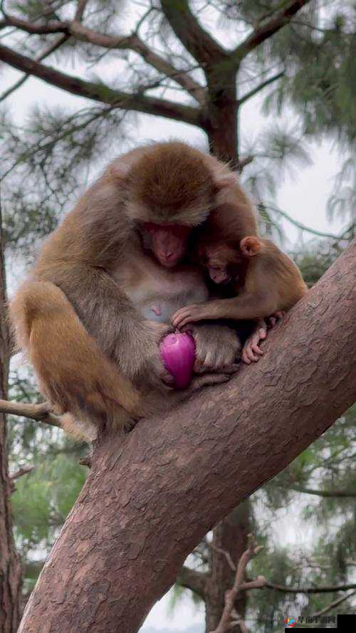 两人生猴子全程无被子可以吗？探讨真实生活场景中的健康与舒适度